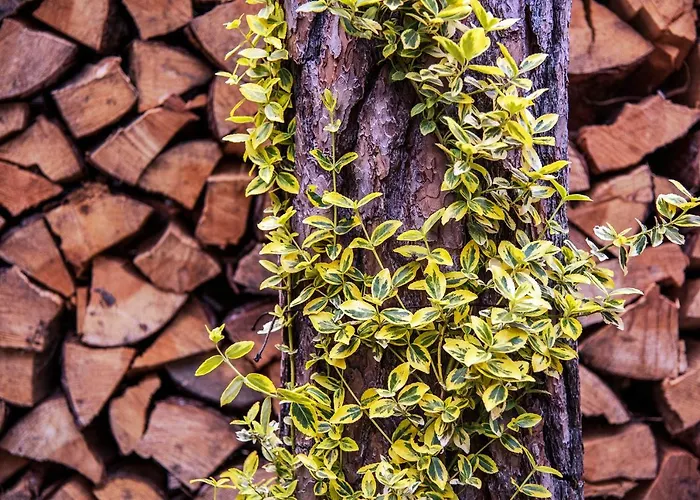 Urlop Przy Wydmach アパート *